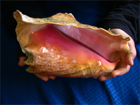 Beautiful Queen Conch Shell, 8-1/2" large